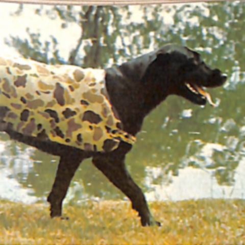 An image from the 1971 Orvis catalog of a black dog wearing a camo-patterned dog coat
